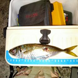 やっと普通にアジング