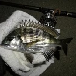 （2020/10/20 南港ヘチ釣り　 真チヌ キビレチヌ ガシラ 釣果有り）