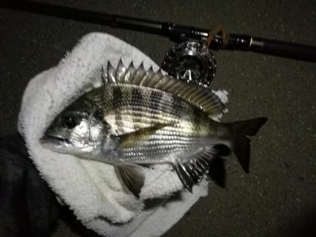 （2020/10/20 南港ヘチ釣り　 真…