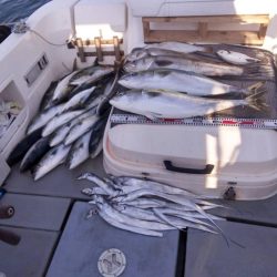 遊漁船SOUTH　10/20釣果