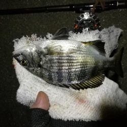 （2020/10/21 南港ヘチ釣り　 真チヌ キビレチヌ ガシラ メジナ 釣果有り）