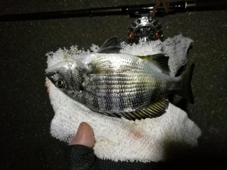 （2020/10/21 南港ヘチ釣り　 真チヌ キビレチヌ ガシラ メジナ 釣果有り）