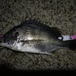 （2020/10/22 南港ヘチ釣り　 キ…