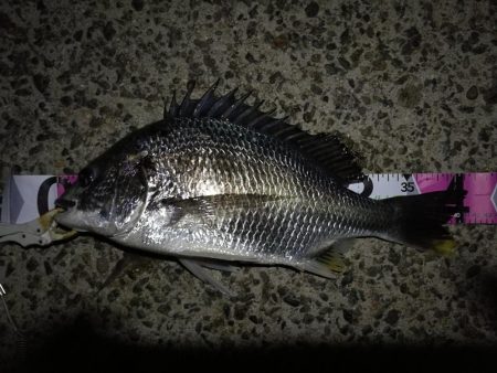 （2020/10/22 南港ヘチ釣り　 キ…