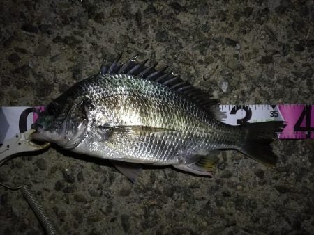 （2020/10/24 南港ヘチ釣り　 キ…