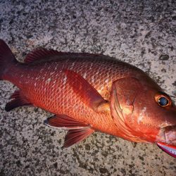 ベイトにベストマッチ