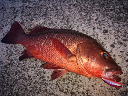 ベイトにベストマッチ