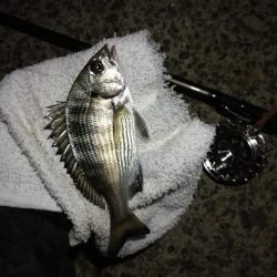 (2020/10/25 南港ヘチ釣り 真チヌ キビレチヌ ガシラ 釣果有り)