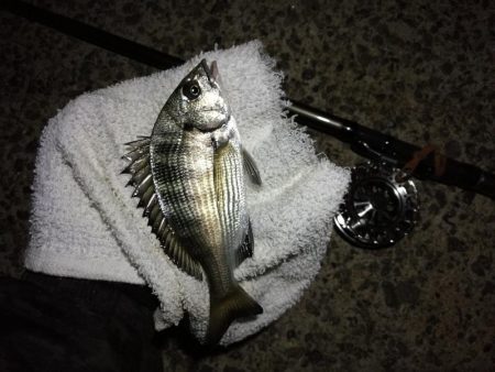 （2020/10/25 南港ヘチ釣り　 真…