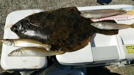 鱚釣りのつもりが