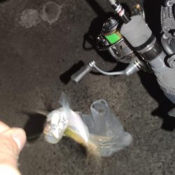 ナイト豆アジング！