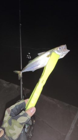 アジング活性低め、メバリングは不発。