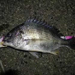 （2020/10/30 南港ヘチ釣り　 キビレチヌ45㎝ ガシラ 釣果有り）