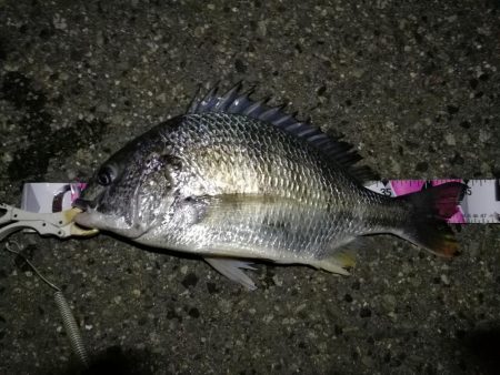 （2020/10/30 南港ヘチ釣り　 キビレチヌ45㎝ ガシラ 釣果有り）