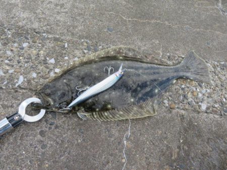 なんとヒラメをゲット！