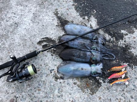 2020 佐渡ヶ島エギング 30回目