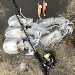 2020 佐渡ヶ島エギング 31回目