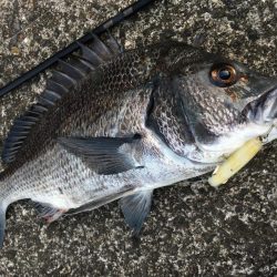 スライドフォールでチヌヒット!