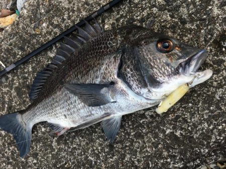 スライドフォールでチヌヒット！