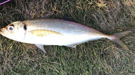 エサもなくなり、ラスト1投げで大アジ