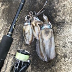 2020 佐渡ヶ島エギング 33回目