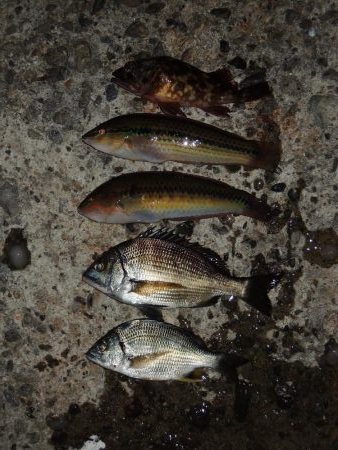 エビ撒き釣り　ハネは何処に？