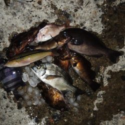 エビ撒き釣り　夕暮れにハネ