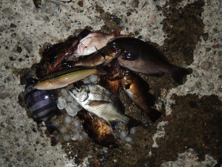 エビ撒き釣り　夕暮れにハネ