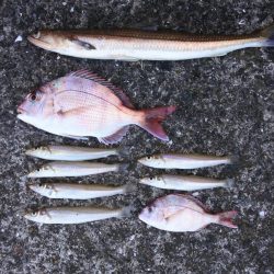 落ちギスを狙ったが不調