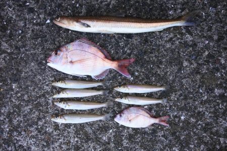 落ちギスを狙ったが不調