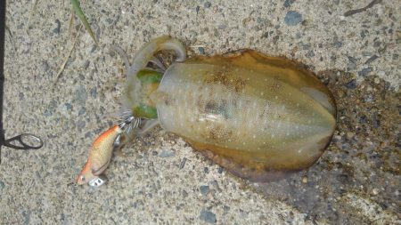 デイ調査～✌️