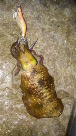 あれれ？厳しい～