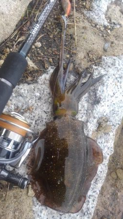 台風は、それたがイカは❓