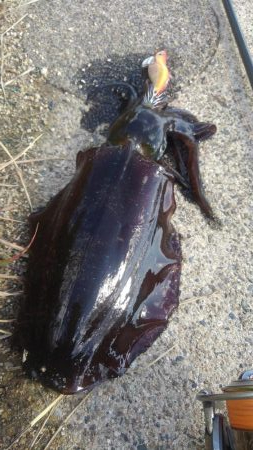 やっと、今秋初300gアップ～ɰ…