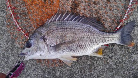 黄色いのよ、キビレちゃん、黄色いのよ