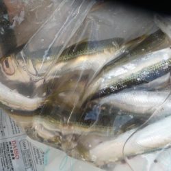 久しぶりのLSJするも不発;;