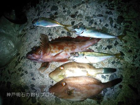 サビキと紀州釣りとイカ釣りと