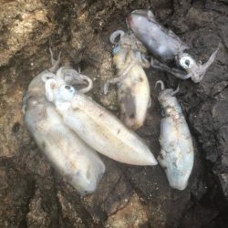 2020 佐渡ヶ島エギング 21回目