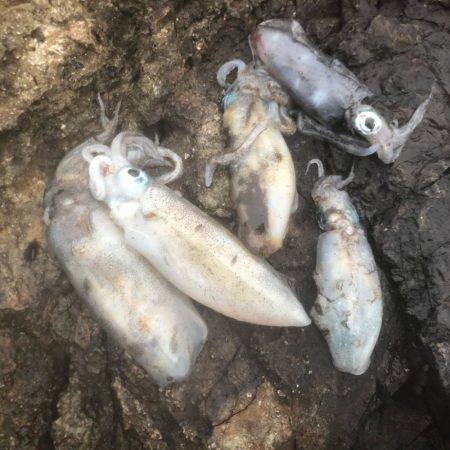 2020 佐渡ヶ島エギング 21回目