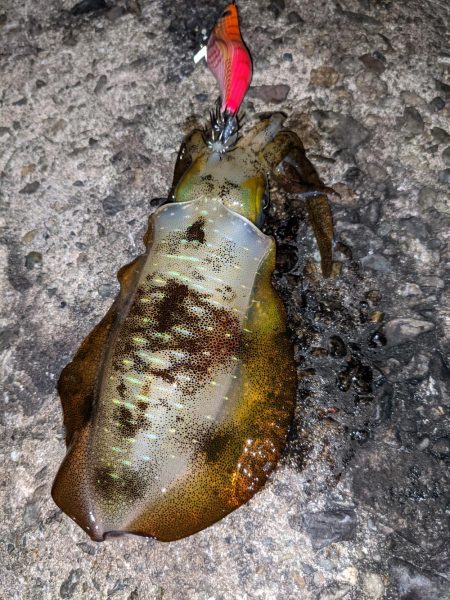 中秋の名月を見ながら