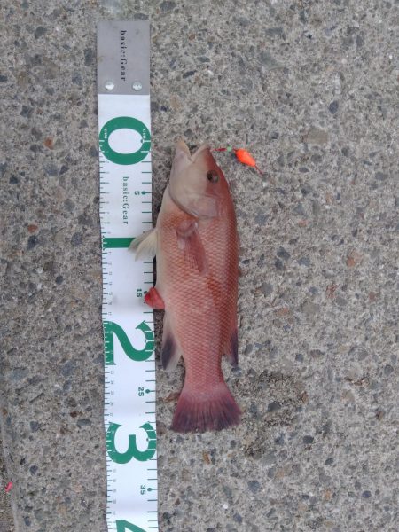 エビでコブダイ小