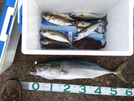 サビキとハマチ