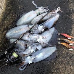 2020 佐渡ヶ島エギング 37回目