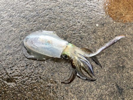 イカもたくさん。アジも良い形。