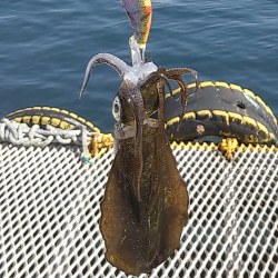 神戸周辺アオリ調査