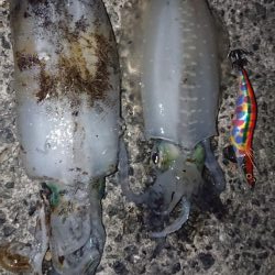 アオリ&青物釣行