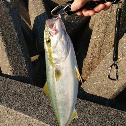 人生初青物捕縛