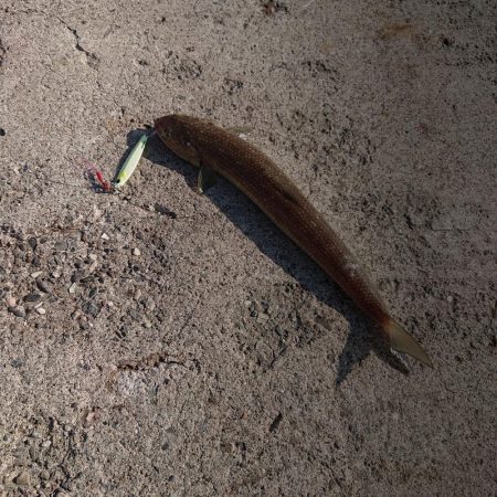 シイラ釣ってみたいな