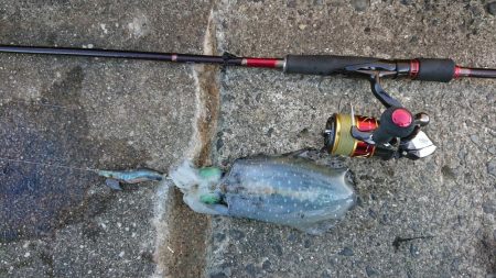 だいぶ大きくなりました！