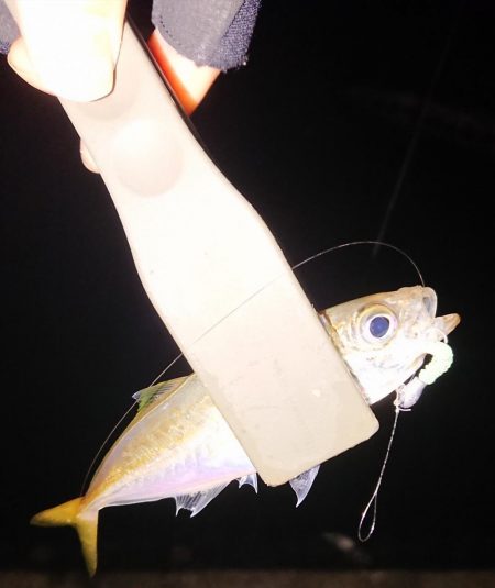 またまたアジング